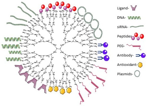 Figure 2 A representation of G4-PAMAM-NH2 dendrimer depicting some possible surface modifications on their surface (figure not to scale).Note: Adapted from Materials Today, 18(10), Kesharwani P, Banerjee S, Gupta U, et al, PAMAM dendrimers as promising nanocarriers for RNAi therapeutics, 565–572, Copyright (2015), with permission from Elsevier.Citation91