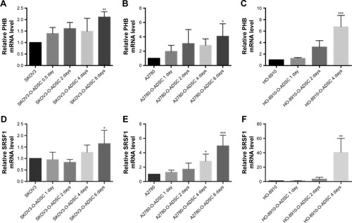 Figure 2 O-ADSC CM upregulates the mRNA levels of PHB (A–C) and SRSF1 (D–F) in human epithelial ovarian cancer cell lines SKOV3, A2780, and HO-8910.