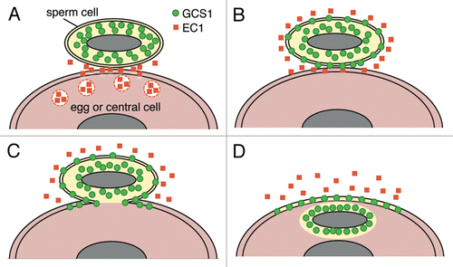 Figure 2. Putative model of gamete membrane behavior in Arabidopsis double fertilization. (A) A male gamete (sperm cell) contacts a female gamete (egg cell or central cell) after being discharged from a pollen tube. EC1 proteins are secreted by the egg cell. (B) EC1 proteins activate the sperm cell. Re-distribution of GCS1 to the plasma membrane occurs. (C) Plasma membrane fusion of male and female gametes occurs. (D) The sperm cell cytoplasm enters the female gamete (plasmogamy) whereas the sperm cell plasma membrane remains on the surface of the female gamete. The male and female gamete nuclei are pictured as a gray ellipse.