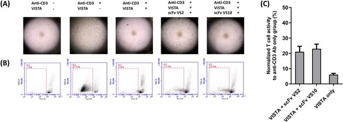Figure 2. Anti-VISTA scFvs can block T-cell exhaustion caused by VISTA. (A) Recombinant VISTA proteins and specified scFvs of 100 µg/mL were used to treat PBMCs from healthy people and developed for 5 days, followed by microscopic observation. Anti-CD3 antibody was used to induce T-cell activation; after activation, the T cells resulted in proliferation and aggregation responses. (B) Recombinant VISTA proteins and specified scFvs of 100 µg/mL were used to treat CSFE-stained PBMCs and developed for 5 days, and they were then subjected to a flow cytometry assay. Activated T cells resulted in division and proliferation responses, causing the movement and shift of fluorescent signals. (C) Normalized quantitative values to anti-CD3 antibody only group (%) are used to represent outcomes of the activation responses of CSFE-stained PBMCs after scFv treatment in (B).