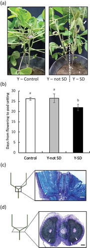 Figure 3. Confirmation of the mobility of the signal related to pod setting in soybean. Appearance of Y-shaped soybean plants (a). The arrow points to the pod. Number of days from flowering to pod setting in each treatment (b). Longitudinal (c) and cross (d) sections of the main stem at the junction in Y-shaped soybean. The black and white bars represent 1.0 mm. The arrows point to the phloem. Different lowercase letters indicate significant differences among treatments at P < 0.05 by Tukey–Kramer test.