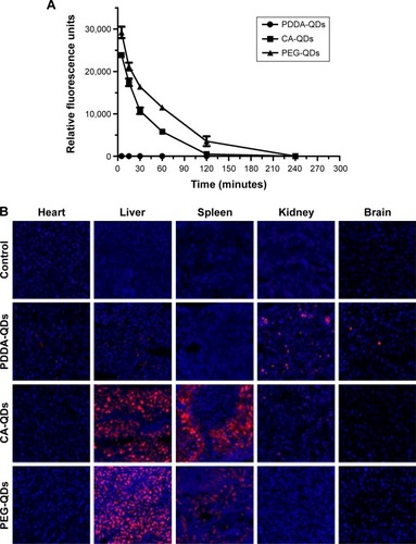 Figure 7 In vivo blood clearance and tissue biodistribution.Notes: In vivo blood clearance (A) and tissue biodistribution (B) of different charged QDs in BALB/c mice after intravenous administration. QDs in the serum were detected by the fluorescence measurement using NanoDrop Fluorospectrometer. The major organs were excised for microscopic examination at 4 hours postinjection. The organ slices (10 µm) were prepared with a cryostat, air-dried for 30 minutes, and fixed with 4% paraformaldehyde for 10 minutes. The nuclei were stained by DAPI (blue), and the signal of QDs (red) was acquired with confocal fluorescence microscopy. Magnification ×200.Abbreviations: CA, carboxylic acid; DAPI, 4′,6-diamidino-2-phenylindole; PDDA, polydiallydimethylammounium chloride; PEG, polyethylene glycol; QDs, quantum dots.