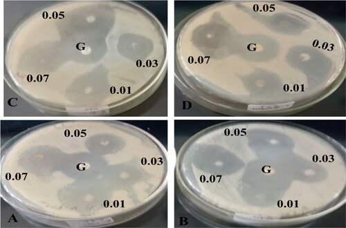 Figure 10. Antibacterial activities of compound (2) against A) E. coli, B) K. pneumonia, C) S. aureus, D) S. epidermides, and G) standard Gentamicin. The paper disks were impregnated with four different concentration ranges of (2) NCPs (0.01–0.07 g/25 ml) using a mixture of DMF/acetonitrile (1:1) solvents.