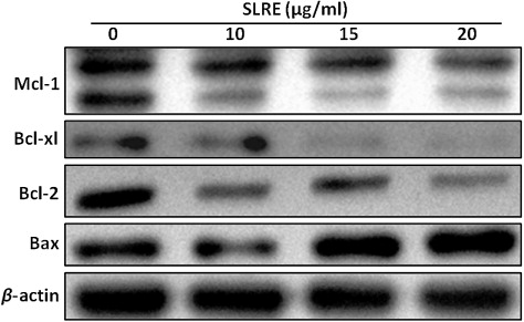 Figure 3. Regulation of apoptosis-related proteins in the Bcl-2 family by SLRE treatment in SH-SY5Y cells. Whole cell lysates were subjected to 15% SDS-PAGE and the levels of Mcl-1, Bcl-xl, Bcl-2, and Bax were detected by western blotting, as described in materials and methods. β-actin was used as a loading control.