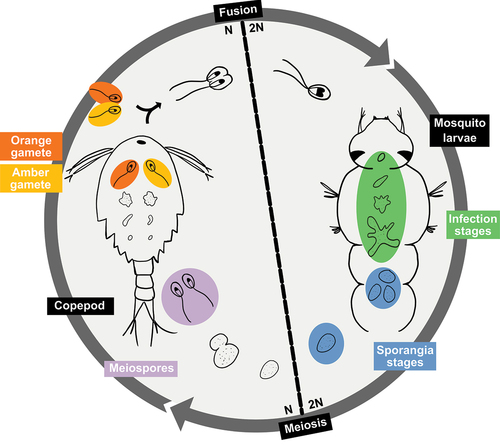Figure 1. Alternation of generations life cycle of Coelomomyces lativittatus.Diagram showing the general alternation of generations life cycle of C. lativittatus between copepod and mosquito hosts. The different life stages that were used in this study are circled and highlighted. Genomic sequencing was performed on haploid stages: including orange gametes (orange), amber gametes (yellow), and meiospores (purple). RNA sequencing was performed on diploid stages, including mosquito larval infection stages (green) as well as sporangial stages excised from mosquito larva (blue).