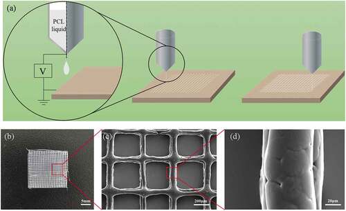 Figure 1. The fabrication process and SEM images of PCL. (a) The manufacturing of PCL by electrospinning. (b) The photo of the PCL microstructure. (c), (d) The SEM image of PCL.