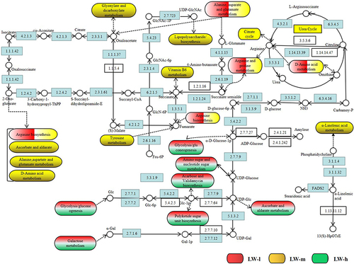 Figure 6 The metabolic mechanism pathway diagram of LWLB granules in LW-l, LW-m, and LW-h groups.