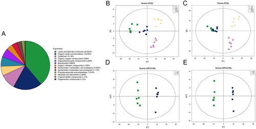 Figure 2. Metabolomics overview and multidimensional statistical Analysis. A Several identified metabolites as a percentage of each chemical composition. B, C Positive and negative ionization mode PCA score chart. D, E 3h vs CTL Positive and negative ionization mode OPLS-DA score chart.