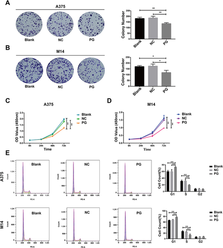 Figure 3 Progerin inhibits the proliferation ability of A375 cells and M14 cells. (A and B) Clonogenic experiments showed that progerin inhibited the proliferation of A375 cells and M14 cells. (C and D) CCK 8 experiments further proved that progerin inhibited the proliferation of A375 cells and M14 cells. (E) Flow cytometry showed the distribution of cell cycle in A375 cell group and M14 cell group. Data are expressed as mean ± SD of three independent experiments. *P<0.05, **P <0.01.