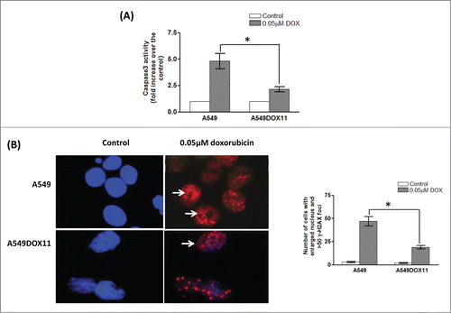 Figure 4. Caspase 3 activity and γ–H2AX induction as apoptosis markers in A549 and A549DOX11 cells after treatment with doxorubicin. Exponentially growing cells were treated with 0.05 µM doxorubicin for 48h and cells were collected by tripsinization. (A) Activity of caspase-3 was measured colorimetrically. (B) γ–H2AX foci formation was detected by anti-phospho-H2AX (Ser139) antibody (Upstate, Lake Placid, NY USA) and Alexa Fluor-594 goat anti-mouse. Left is a representative photo for cells with γ–H2AX foci and right is quantification of number of cells with enlarged nucleus and more than 50 γ–H2AX foci. *, significantly different from the dox-resistant A549DOX11 cells (P < 0.05).