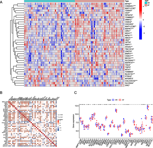 Figure 3 Differential expression of mitophagy-related genes between AF and SR groups. (A) Heat map analysis of mitophagy-related differential gene expression in the AF (atrial fibrillation) and SR (sinus rhythm) groups. (B) Correlation analysis between differentially expressed mitophagy-related genes, the upper left corner of each small square indicates the P-value, with a darker color indicating smaller P-value; the lower right corner of the small square indicates the correlation coefficient. (C) Box plot showing differential expression of mitophagy-related genes between the AF and SR groups. (*P ≤ 0.05, **P ≤ 0.01, ***P ≤ 0.001).