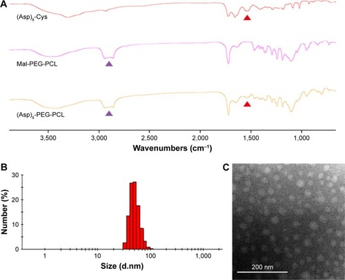 Figure 3 Physicochemical characterization of the (Asp)8-PEG-PCL nanoparticles.Notes: (A) FTIR spectra of (Asp)8-Cys, Mal-PEG-PCL, and (Asp)8-PEG-PCL. (B) The particle size distribution of the (Asp)8-PEG-PCL nanoparticles analyzed by nanoparticle size analyzer. (C) Particle size morphology of the (Asp)8-PEG-PCL nanoparticles analyzed by TEM. Red arrow indicates (Asp)8 specific spectra and purple arrow indicates PEG-PCL specific spectra.Abbreviations: (Asp)8-Cys, poly-aspartic acid peptides link with cysteine; (Asp)8-PEG-PCL, polyaspartic acid peptides-poly (ethylene glycol)-poly (ε-caprolactone) polymer; FTIR, Fourier transform infrared; Mal-PEG, maleimide terminated polyethylene glycol; PCL, poly ε-caprolactone; TEM, transmission electron microscopy.