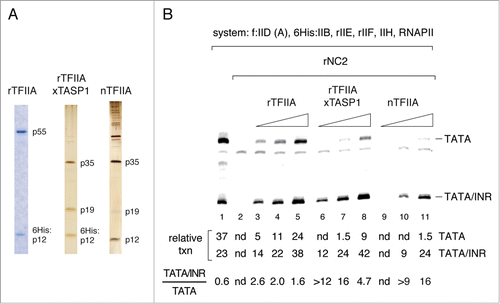 Figure 3. Reconstitution of INR-selective basal promoter activity in the presence of NC2 requires Taspase1 processing of TFIIA. (A) SDS PAGE analysis of purified recombinant and natural TFIIA preparations. rTFIIA was reconstituted from bacterially expressed unprocessed TFIIAα/β (p55) and 6His:TFIIAγ (6His:p12); rTFIIA was processed with recombinant Taspase1 (xTASP1) to yield rTFIIA (p35/p19/6His:p12); natural TFIIA (p35/p19/p12) was purified from the TFIIA (0.1 M KCl) HeLa nuclear extract fraction. (B) Two-template in vitro transcription assays with mTdT promoter variants containing only TATA (TATA) or TATA and INR elements (TATA/INR) were carried out and analyzed as described in the legend to Figure 1 and contained 20 ng rNC2, 5 ng, 10 ng and 20 ng of rTFIIA, rTFIIAxTASP1 or nTFIIA as indicated (lanes 2–11).