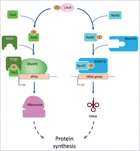 Figure 1. Sumo bolsters transcription of pro-growth genes. Sumoylation of Rap1 promotes recruitment of the basal transcription factor TFIID, which in turn recruits RNAPII to augment transcription of ribosomal protein genes (RPGs). In parallel, sumoylation of RPc82 facilitates its efficient incorporation into the RNAPIII holoenzyme to promote transcription of tRNA genes.