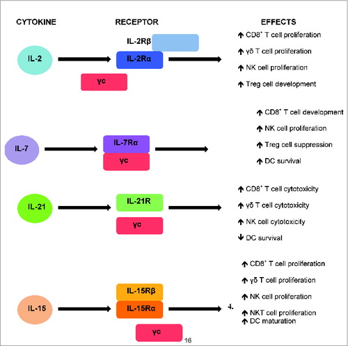 Figure 1. Summary of the cytokines, their receptors and their effects on the immune cells.