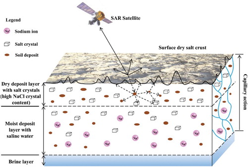Figure 7. Profile of subsurface sedimentation structure and scattering mechanisms in Lop Nur. Blue curves stand for the rising brine among the interspace of soil through capillary action. The cubes represent salt crystals. Pink spheres are the sodium ions in saline water. Brown solid ellipses stand for soil deposits.