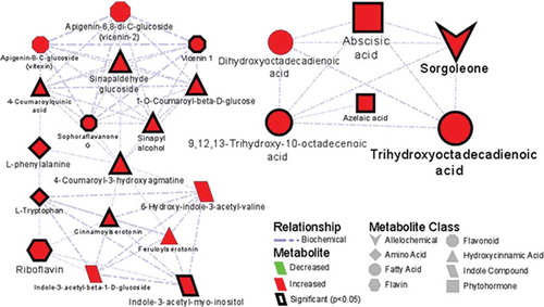 Figure 3. Metabolic network analysis of metabolites synthesized and secreted by sorghum cells into the extracellular medium upon elicitation with lipopolysaccharides from Burkholderia andropogonis. A biochemical and empirical network displaying metabolic relationship patterns between chemometrically selected signatory biomarkersCitation8 and metabolic features related to the secretion of sorgoleone (upper right hand corner) into the extracellular medium. The edge type and thickness depict the relationship (biochemical, structural) and Tanimoto correlation coefficient (structural only, with a cut off of 0.5) between respective nodes. The node shape indicates the metabolite class. Node color and size reflect the direction (red – increased; green – decreased) and magnitude of change (fold-change). The graph was created using Cytoscape version 3.5.1.