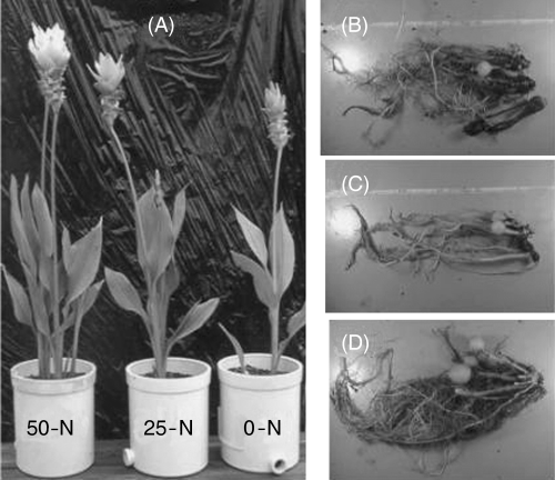 Figure 1  (A) Effects of N supply on plants grown on 22 September 2002 and harvested on 2 December 2002. Underground parts from the (B) 50-N, (C) 25-N and (D) 0-N treatments.