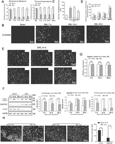 Figure 1. Autophagy flux is impaired during the maintenance of neuropathic pain. (A) The thresholds of mechanical allodynia (left) and thermal hyperalgesia (right) after spinal nerve ligation (SNL) were performed before catheter implantation (baseline value, BL), and on days 3, 7, 14 and 28 postsurgery. Each test was repeated 3 times. Data are presented as the mean ± SD. **p < 0.01 vs sham; n = 6 mice/group. (B) Reactive oxygen species (ROS) levels in the dorsal horn (DH) of the spinal cords reflected by 8-hydroxydeoxyguanosine (8-OHdG) immunofluorescence intensity at different time points after SNL. Bar: 50 μm. (C) Statistical results of intensity of 8-OHdG staining in Figure 1B. Data are presented as the mean ± SD. **p < 0.01 vs sham; n = 3 mice/group, 6 slices per mouse were employed. (D) Pro-inflammatory factor levels of IL1B, TNF, CCL7, and MMP2 in spinal cords from a sham 14 d group and SNL 14 d group. **P < 0.01 vs sham; n = 4 mice/group. (E) Double immunofluorescence staining of 8-OHdG (green) with neuron marker RBFOX3/NeuN (red, upper) or astrocyte marker glial fibrillary acidic protein (GFAP, red, down) in the dorsal horn of the spinal cords, SNL 14 d (SNL postoperative 14 d), respectively, n = 4 mice/group, 6 slices per mice were employed. Bar: 50 μm. (F) Western blots of autophagy proteins, including LC3, ATG5, and SQSTM1. ACTB was used as loading control. Data are presented as the mean ± SD (N = 3). *p < 0.05, **p < 0.01 vs Sham; ns: no significance. n = 3 mice/group. (G) The mRNA level of Sqstm1 in spinal cords on day 7, 14 and 28 after SNL. Data are presented as the mean ± SD. ns: no significance; n = 4 mice/group. (H) Representative immunofluorescence images of spinal dorsal cord staining LC3 or SQSTM1 from sham 14 d and SNL 14 d groups. n = 3 mice/group, 6 slices per mouse were employed. Data are presented as the mean ± SD, **p < 0.01 vs Sham