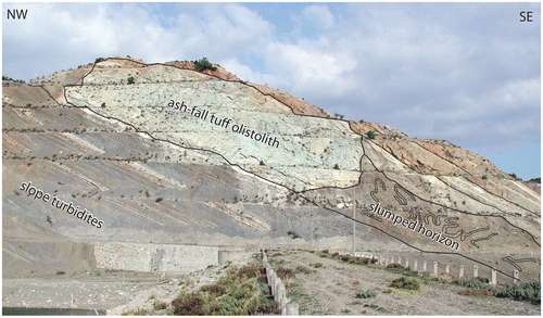 Figure 5. Large vitric tuff olistolith (thickness ca. 15 m) and associated slump horizon within slope turbidites of the upper Tayfur Formation (Early Oligocene) at Tayfur Reservoir (Gelibolu Peninsula) (Figure 2). 40Ar–39Ar analyses of feldpars from the tuff olistolith yielded an eruption age of 30.22 ± .20 Ma (d’Atri et al., Citation2012). The abundance of penecontemporaneous volcaniclastic detritus throughout the upper Tayfur Fm. points to a virtual coincidence between tuff age and depositional age of the upper Tayfur Fm. Orientation of slump fold axes indicate a north-facing paleoslope, in agreement with paleoflow indicators from the turbidite beds (Figure 2).