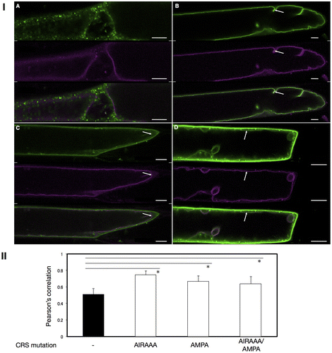 Fig. 5. Colocalization analysis of VSR4 and their mutants fused to sGFP with a VM marker transiently expressed in leek epidermal cells.