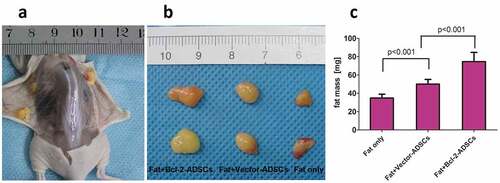 Figure 2. Retention of the fat grafts 6 weeks after transplantation. (a) Surviving fat grafts under the skin of a representative nude mouse. (b) Harvested fat grafts. (c) Mass of fat grafts was higher in the Fat + Bcl-2-modified adipose-derived stem cells group (Fat + Bcl-2-ADSCs) than in the Fat-only group, or than in the Fat + vector-modified adipose-derived stem cells group (Fat + Vector-ADSCs). The differences between any two groups were statistically significant.