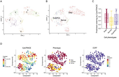 Figure 2. Developmental trajectories of fibroblasts in GC. (A) UMAP map was used to analyse the subgroups of fibroblasts. (B) The clustering of cells from normal gastric tissue, superficial and deep layers of tumour tissue. (C) CytoTRACE software is used to evaluate the developmental potential of fibroblasts. (D) Developmental potential comparison of fibroblasts in different tissues.