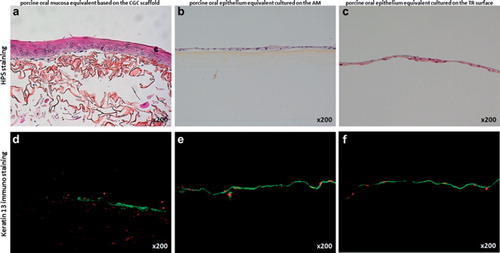 Figure 1. Porcine oral mucosa models analyzed by histology by using HPS staining (a,b,c), and by immunolabeling of the protein keratin 13, the major differentiation marker of non-keratinized oral epithelium (d,e,f). Immunolabeling is shown in green, and cell nuclei in red (x200).