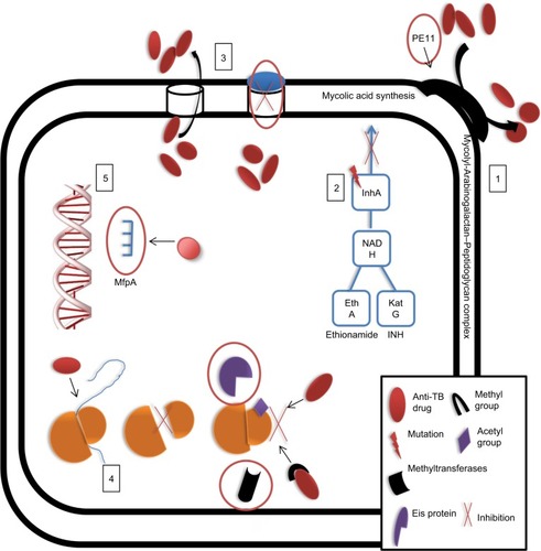Figure 3 MTB can exhibit resistance to drugs via: 1, intrinsically decreased permeability of the cell wall; 2, acquisition of mutations that block drug entry; 3, extrusion drugs via efflux pumps; 4, modification of the drug or its target, or 5, target mimicry.Note: Possible drug targets are indicated by red circles.Abbreviations: INH, isoniazid; MTB, Mycobacterium tuberculosis; TB, tuberculosis.
