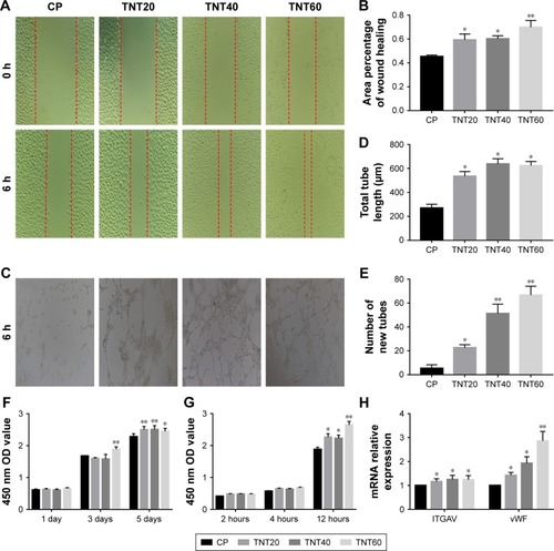 Figure 4 Evaluation of the in vitro behaviors of HUVECs stimulated with conditioned medium.Notes: (A) Representative images of HUVEC migration. (B) The percentage of coverage after 6 hours of wound healing. (C) Representative images of tube formation for 6 hours. (D) Quantitative analysis of the lengths of new tubes. (E) Quantitative analysis of the number of new tubes. (F) Cell proliferation in HUVECs for 1, 3, and 5 days. (G) Cell adhesion in HUVECs after 2, 4, and 12 hours. (H) Relative expression of the ITGAV and vWF genes in HUVECs after incubation in macrophage CM for 24 hours. Results are presented as means ± SD (N=3). *P<0.05; **P<0.01.Abbreviations: HUVEC, human umbilical vein endothelial cell; CP, TNT20, TNT40, and TNT60, conditioned medium from commercially pure Ti or TiO2 nanotubes produced by 20, 40, or 60 V; ITGAV, integrin alpha chain V; vWF, von Willebrand factor.