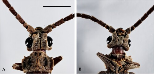 Figure 3. Distocupes varians dorsal (A) and ventral (B) views of the head and pronotum, with detail of the relatively large eyes, narrow head and pronotum. Scale bar = 1.57 mm. [Photograph by Author.]