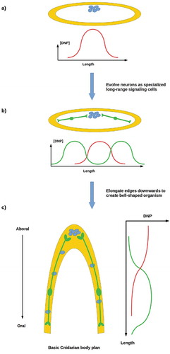 Figure 6. (a, b) A reproductively unstable system can achieve stability by employing neurons to transmit a DNP-like signal (green curves) to distant somatic cells in order to suppress rogue cell division. (c) Neurons enable the development of complex anatomies, e.g. invaginated body cavities
