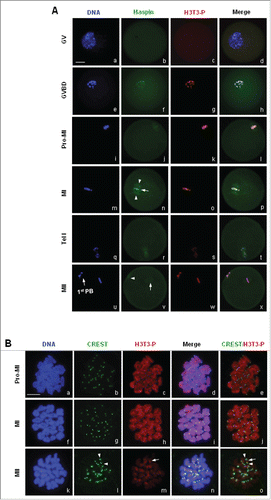 Figure 2. H3T3-(P)subcellular localization in mouse oocytes during meiotic maturation. (A) Oocytes at various stages were immunostained with antibodies against H3T3-P and Haspin. DNA was visualized in blue, H3T3-P in red and Haspin in green. Bar, 20 μM. No special accumulation of H3T3-P or Haspin was detected in oocytes at GV stage. H3T3-P was brighly detected on the condensing chromatin after GVBD, H3T3-P remained localized on chromosome as cell cycle progressed to MII, even during AI-TI transition (s). Haspin began to accumulate on chromosomes upon GVBD, and remained localized on chromosomes as oocytes developed to MI stage (n: arrow), Haspin was also distributed across spindle area (n: arrowhead; v: arrow). During AI-TI transition, Haspin was transferred to the midbody, only weak signal of Haspin was labeled on dividing chromosomes (r). (B) Oocytes chromsome spreads were prepared and immnuo-labeled with antibodies to H3T3-P and human auto serum CREST, which recognizes centromere complex. H3T3-P was visualized in red, CREST in green and DNA in blue. Bar, 10 μM. H3T3-P was localized on chromosome, particularly accumulated along the interstitial axes between chromosome arms at pro-MI and MI stages (a-j). H3T3-P aggregation was dramatically reduced and mainly confined within the local space between sister kinetochores at MII stage (l-n: arrow). In addition, H3T3-P was also weakly labeled on centromeres.