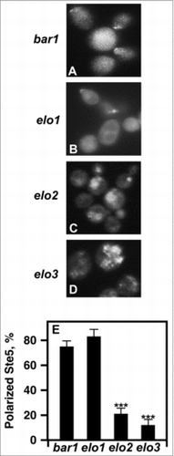 Figure 7. Loss of VLCFA elongation results in Ste5 mislocalization. (A-D), live cells were used to visualize GFP-Ste5. CEN URA3 STE5-GFPx3 was used to overexpress Ste5-GFPX3. Protein localization was visualized using a Leica DRME fluorescence microscope using 100X optics and a GFP filter. E, the percentage values of cellular localized Ste5-GFPX3 were based on examining 500 cells. n = 5; ***p < 0.0001.