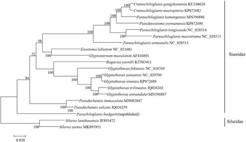 Figure 1. The phylogenetic tree (maximum likelihood) of Glyptothorax annandalei in this study and other 19 species (Silurus lanzhouensis, Silurus asotus belong to the Siluridae, and were used as outgroups of the Siluriidae. The rest are Sisoridae) based on the whole mitogenome sequence. Shown next to the nodes are bootstrap support values based on 1000 replicates.