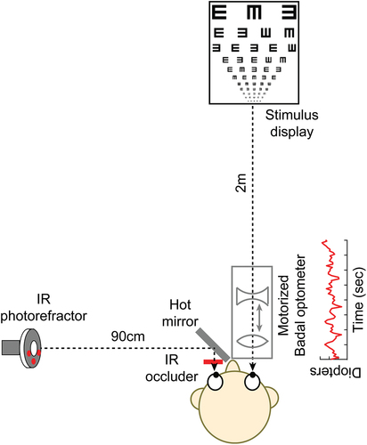 Figure 1. The experimental set-up. Subjects performed the visual acuity task with their right eye through a custom-designed, motorised, Badal optometer while their left eye was occluded using an infrared transmitting filter. The refractive state of the left eye was monitored using a dynamic eccentric infrared photorefractor that was aligned orthogonal to that eye and obtained images through a hot-mirror aligned 45° to that eye.