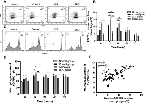 Figure 2 The expression changes of P2X7R on macrophages affect their ability to take up YO-PRO-1. (A) At 12h, the expression level of P2X7R in each group of macrophages was detected by flow cytometry. (B) Expression of P2X7R among the three groups at different time points. (C) At 12h, the percentage of YO-PRO-1 uptake by macrophages in each group was detected by flow cytometry. (D) The ability of macrophages to uptake YO-PRO-1 among the three groups at each time point. (E) The expression level of P2X7R was positively correlated with the ability of macrophages to uptake YO-PRO-1. * P<0.05, ** P< 0.01, *** P< 0.001.