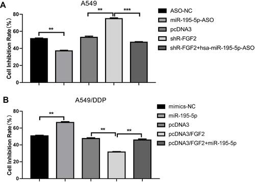 Figure 4 MiR-195-5p increased the sensitivity of A549 and A549/DDP cells to cisplatin by inhibiting the target gene FGF2. (A and B) An MTT assay tested the cells sensitivity of A549 and A549/DDP cells to cisplatin. All data represent mean ± SD of three independent experiments. **p < 0.01, ***p < 0.001.