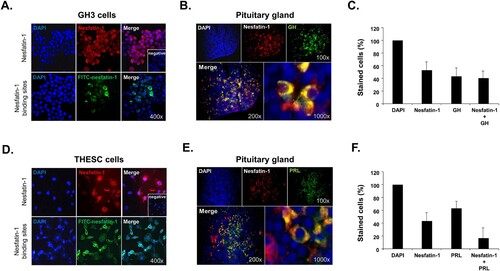 Figure 1. Localization of nesfatin-1 and nesfatin-1 binding sites in GH3 and THESC cells. (A) Immunocytochemical staining shows the presence of nesfatin-1 protein (red) in the cytoplasm of GH3 cells. Nesfatin-1 binding sites appear in green on the membranes of these cells. (B) Co-localization of NUCB2/nesfatin-1 with growth hormone (GH) in the mouse pituitary gland. Nesfatin-1 protein co-stains with GH in lacto-somatotrophs within the pituitary glands. Insets display negative control images stained without nesfatin-1 primary antibody. (C) The percentage of cells stained with nesfatin-1 and GH. In the total pituitary cell population, 37% of the stained cells exhibit co-localization of nesfatin-1 and GH. (D) Nesfatin-1 protein is present in the cytoplasm of THESC cells by immunocytochemical staining. Nesfatin-1 binding sites are also observed on the membranes of these cells in green. (E) Co-localization of NUCB2/nesfatin-1 with prolactin (PRL) in the mouse pituitary gland. Nesfatin-1 protein is observed to co-staining with PRL in lacto-somatotrophs within the pituitary glands. (F) The percentage of cells stained with nesfatin-1 and PRL. In the total pituitary cell population, 18% of the stained cells exhibit co-localization of nesfatin-1 and PRL.