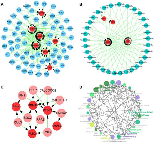 Figure 7 Biology network and functions of the seven hub RBPs. (A) TF-gene network. (B) miRNA-gene network. (C) Tissue-specific PPI network. (D) Functional enrichment network.