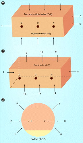 Figure 1.  Diagram of coring locations used for both square and round bales. (A) Rectangular bales: nine-core pattern; (B) Rectangular bales: 14-core pattern; (C) Round bales: 12-core pattern.