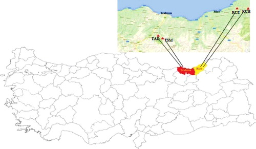 Figure 1. Sampling sites of S. lazica accessions from four different locations in Turkey.