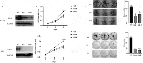 Figure 6. CALR depletion decreases the proliferation and viability of H1299 cells (a). Western blot of CALR following transfection using lentiCRISPR v2-sgRNA-CALR or its empty plasmids to H1299 and A549 cells. (b). CCK8 assays for the assessment of CALR depletion during H1299 and A549 cell proliferation and (c) and (d) Colony formation to clarify the effects of CALR depletion on H1299 and A549 cell colony formation.