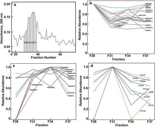 Figure 1. Relative distribution of ER-Golgi-associated proteins across four major fractions recovered after FFE. Three fractions from FFE were pooled; fractions 27–29 were pooled to give F28, and so forth. (a). Relative abundance of proteins estimated by Absorbance at 280 nm. (b). Relative abundance of proteins most abundant in F28. (c). Relative abundance of proteins most abundant in F34 or F37. (d). Relative abundance of proteins most abundant in F31. Nomenclature as in Table 1. Methods used for flotation centrifugation, FFE, and proteomics analysis are described in Reference 1. The MS proteomics data have been deposited to the ProteomeXchange Consortium via the partner repository,Citation20 with the data set identifier PXD007612 and null.