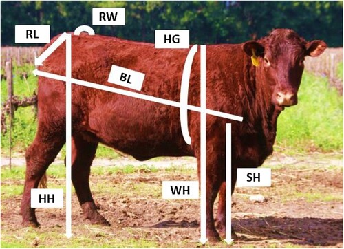 Figure 1. Showing linear body measurements measured during study. SH: Sternum height, WH: Withers height, HG: Heart girth, HH: Hip height, BL: Body length, RL: Rump length, RW: Rump width.