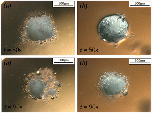 Figure 7. Microscopy images of the dissolution of 1.6R sodium silicate coated SPC particles at coating/core ratio of (a) 27 wt.% and (b) 53 wt.% under static condition.
