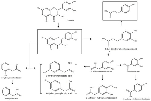 Fig. 5 Proposed metabolic pathway of quercetin by rat colonic microflora. The totally squared metabolites are not detected. From Serra et al. (Citation9).