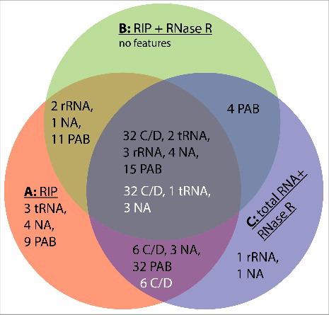 Figure 4. Venn diagram summarizing the results of our RNA-seq experiments. Samples used were: A, circular reads after RIP assays using Pab1020 antibodies; B, circular reads after RIP assay and ribonuclease R treatment; C, circular reads in total RNA samples treated with ribonuclease R. Black numbers refer to the categories of 133 junctions (Fig. 2B) and white numbers to 42 junctions with increased enrichment in RNase R experiments (Table 3).