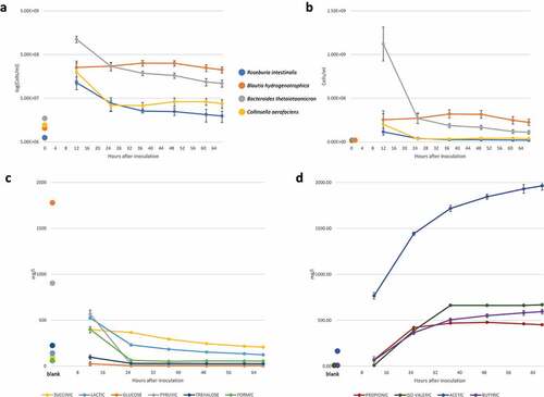 Figure 2. Microbial abundances assessed with 16S rRNA gene sequencing (corrected for copy number) and metabolite concentrations over time for the synthetic gut community. a) The mean and standard deviation of species abundance across six biological replicates is shown in logarithmic scale. For timepoint ‘0’, flow cytometry data of the monocultures for the inoculum was used. b) The same as a, without the logarithmic scale. a,) Only species consistently present across technical replicates and time points are shown. See Supplementary Figure 3 for time series obtained with the second and third technical replicate. c) Mean concentrations for metabolites with decreasing concentrations across the six replicates. d) Mean concentrations for metabolites with increasing concentrations across the six replicates. For the metabolite data, timepoint 0 represents the blank medium. For all graphs, error bars represent standard deviation across the biological replicates.