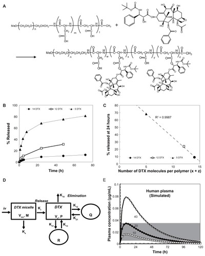 Figure 1 Determination of the optimum number of docetaxel (DTX) molecules per polymer. (A) Synthesis and chemical structure of NC-6301. Weight-average molecular weight of poly(ethylene glycol) is 10 kDa (n = 227). The number of aspartate residues (ie, w + x + y + z) was 40. The figure is a reproduction from the authors’ patent application with additional detailed information for the compound used in this study. (B) Time-dependent release of DTX to total DTX conjugated (%), with formulations of 14 (●), 12 (□), and 5 (▴) DTX molecules per polymer. (C) Plot of the values of released DTX (%) at 24 hours shown in (B) as a function of the number of DTX molecules per polymer; correlation efficient (R2) was 0.9987. (D) Scheme of the proposed release model of DTX from NC-6301 in vivo. The NC-6301 dose enters the central compartment (Vmc) via intravenous administration. NC-6301 in the central compartment (M) can be eliminated via linear (Ke) and release (Kr) pathways. The released DTX (P) in the central compartment (Vc) can distribute to the peripheral shallow (Q) and deep (R) compartments according to a three-compartment model. (E) The simulated plasma concentrations of released DTX after intravenous administration of NC-6301 based on the pharmacokinetic model, using parameters in humans. Open squares (□), closed circles (●), and open triangles (Δ) represent the time-course of released DTX when the first-order release constant of DTX from NC-6301 corresponds to 10%, 20% and 40% release in 24 hours, respectively. The dose of NC-6301 was set to be 100 mg/m2. The shaded area represents the range of concentrations required to inhibit cell growth by 50% for several cell lines.Citation18,Citation23,Citation24